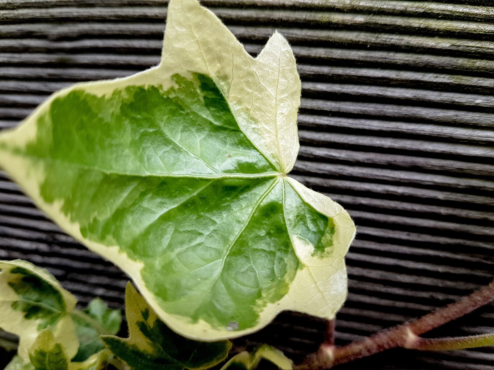 Samsung Galaxy S7 sample photo. Ivy, wood, green photography