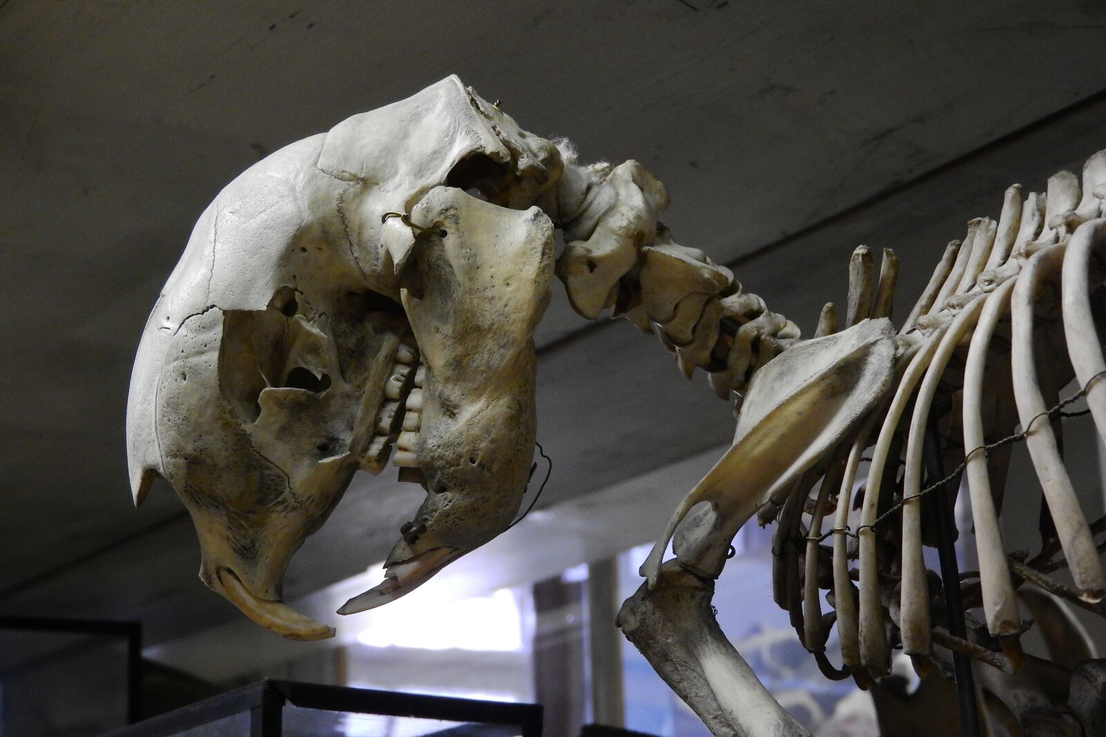 Nikon Coolpix P610 sample photo. Skull, skeleton, teeth photography