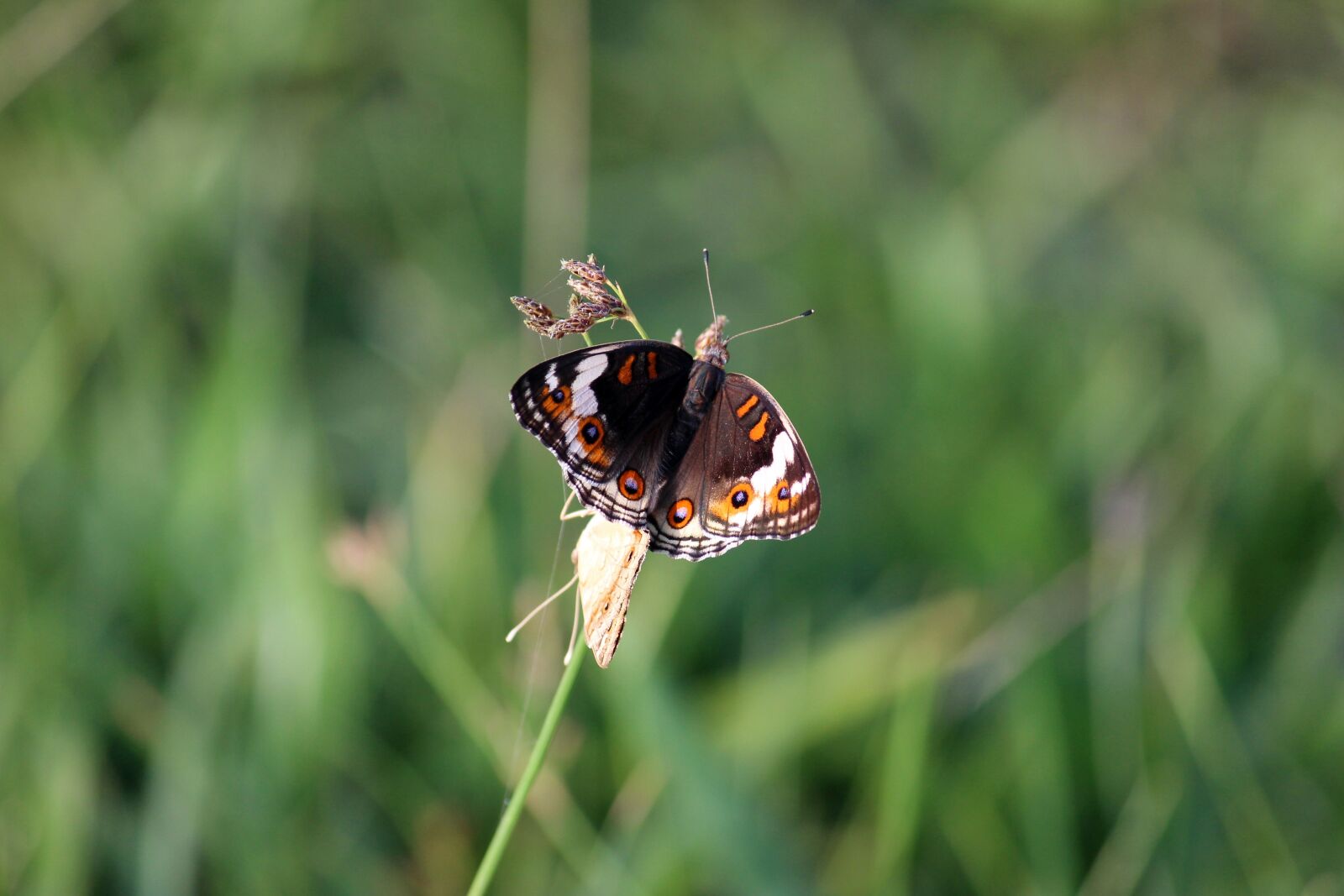 Canon EOS 600D (Rebel EOS T3i / EOS Kiss X5) sample photo. Butterfly, macro, insect photography
