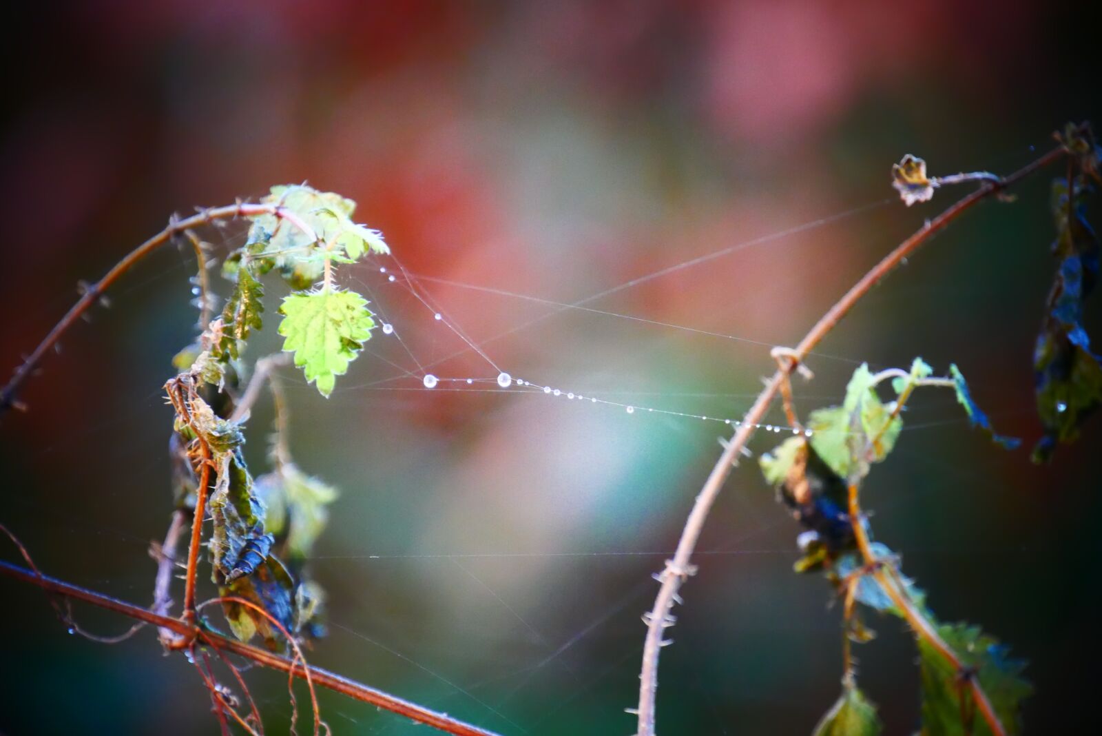 Panasonic Lumix DMC-G85 (Lumix DMC-G80) sample photo. Web, cobweb, morning photography