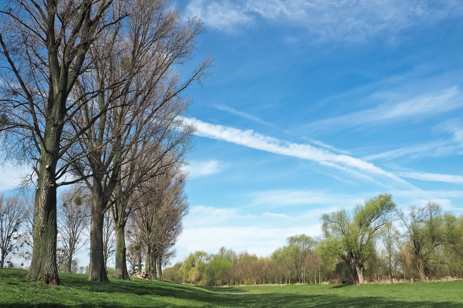 Olympus OM-D E-M10 sample photo. Landscape, meadowlands, trees photography