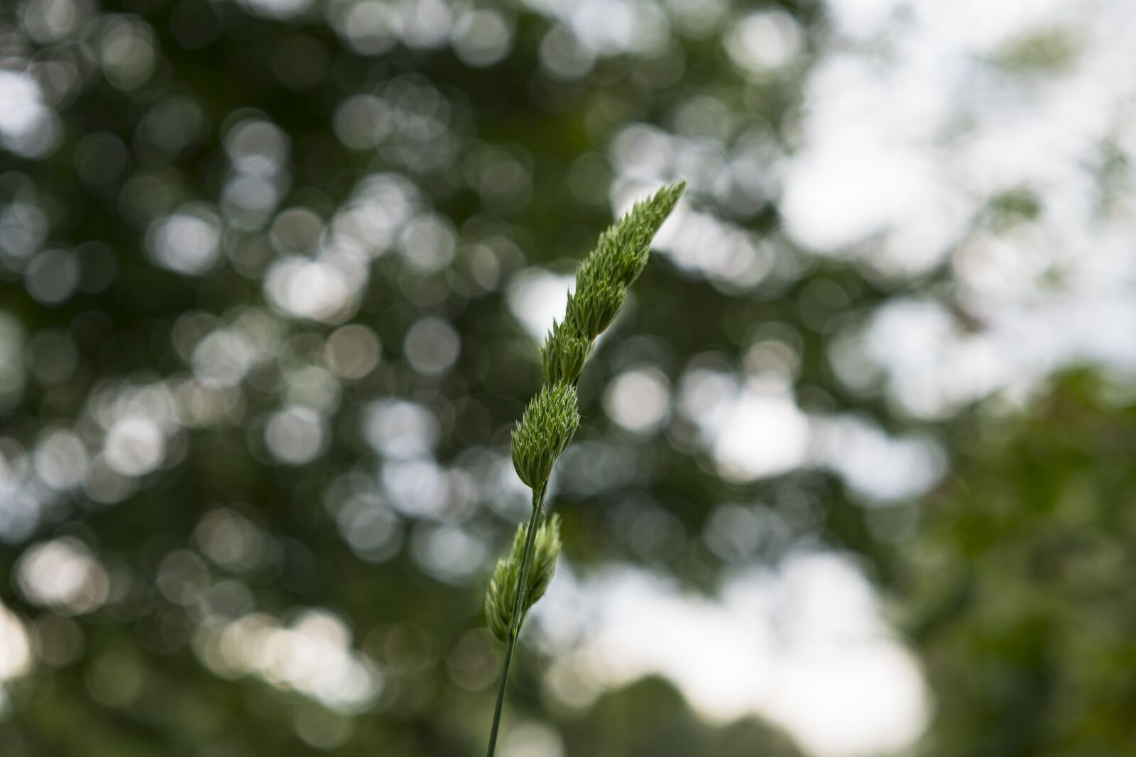 Sony a6300 + Sigma 30mm F2.8 EX DN sample photo. Grass, blade of grass photography