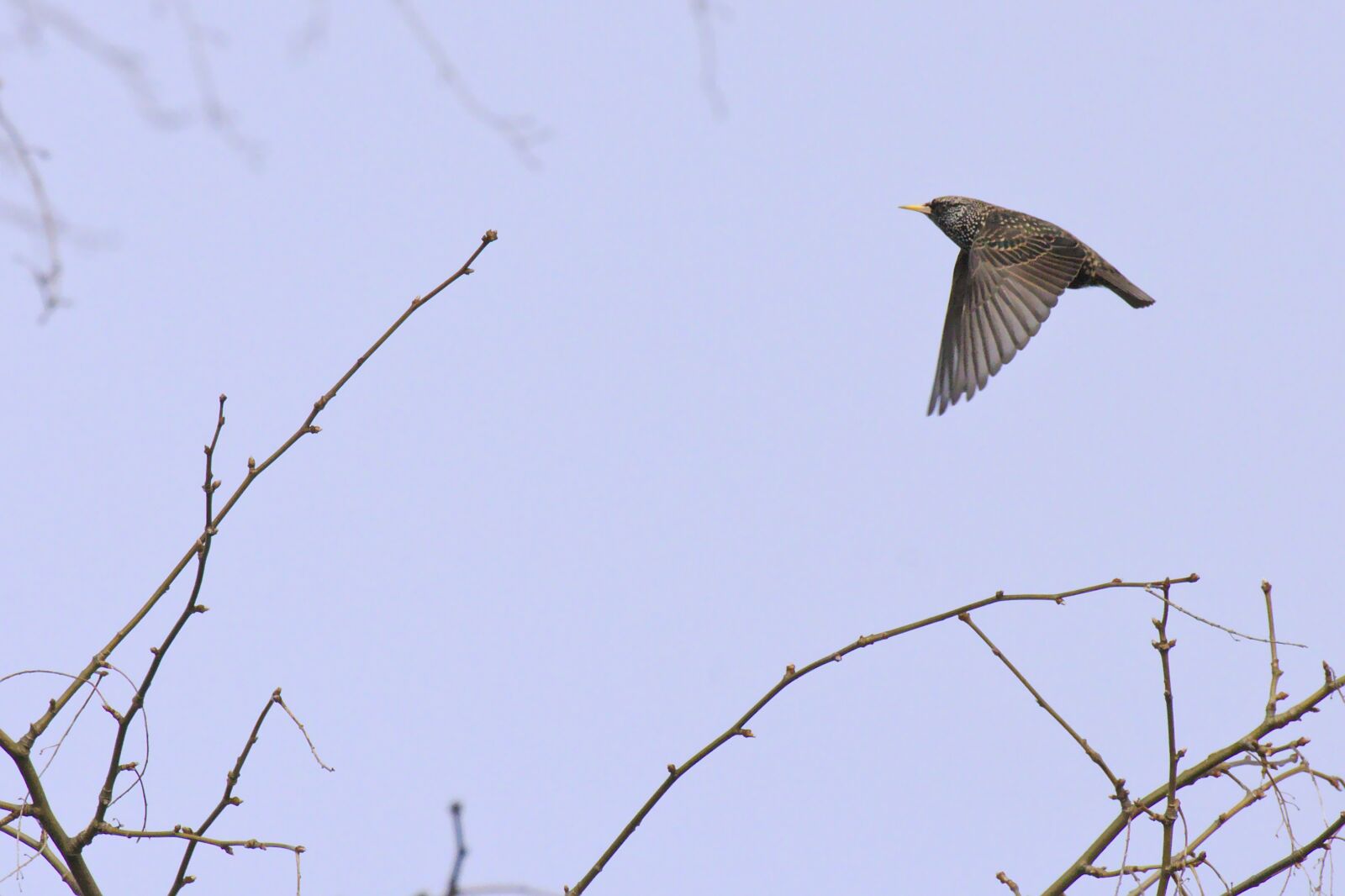 Canon EOS 550D (EOS Rebel T2i / EOS Kiss X4) sample photo. Common starling, starling, bird photography