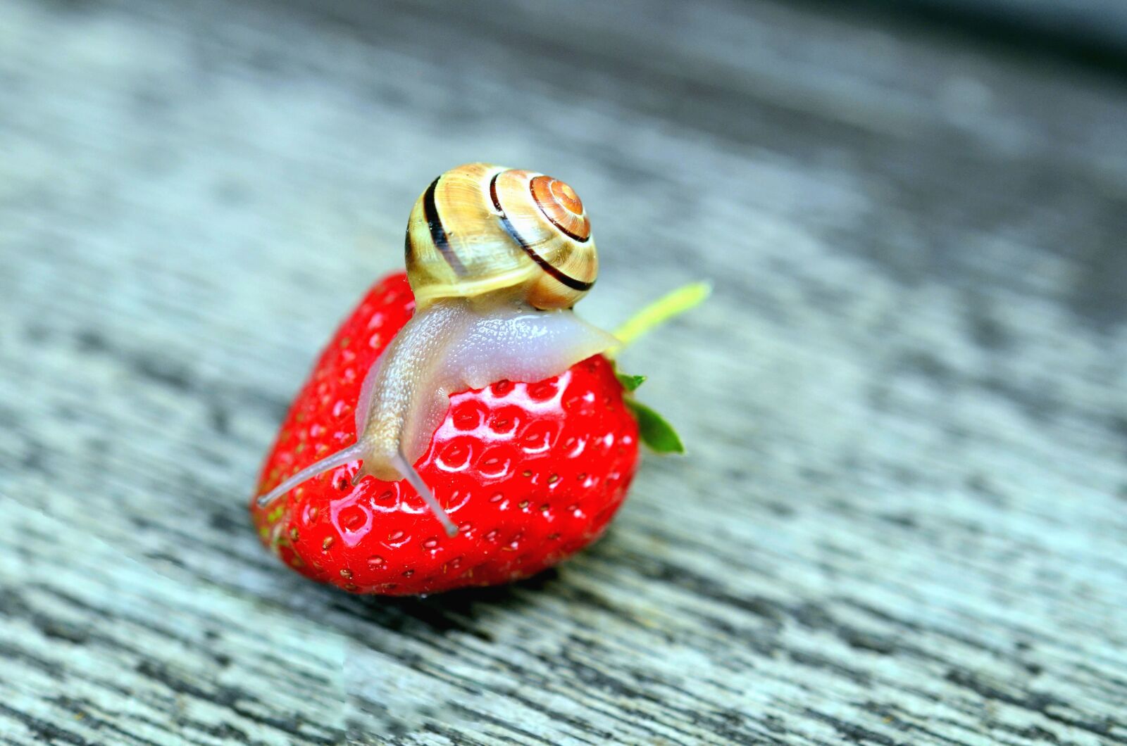 Nikon D5100 sample photo. Strawberry, snail, table, fruits photography