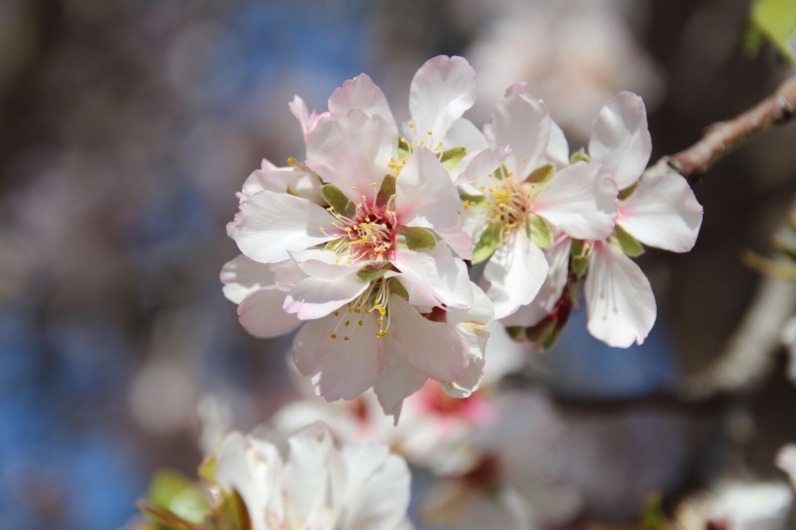 Canon EOS 600D (Rebel EOS T3i / EOS Kiss X5) sample photo. Almond tree, spring, flower photography