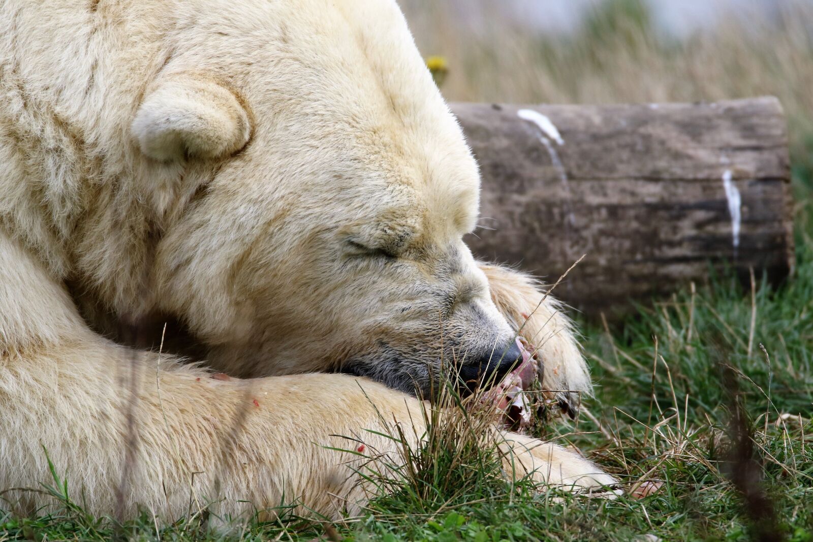 Canon EOS 7D Mark II sample photo. Polar bear, white, bear photography