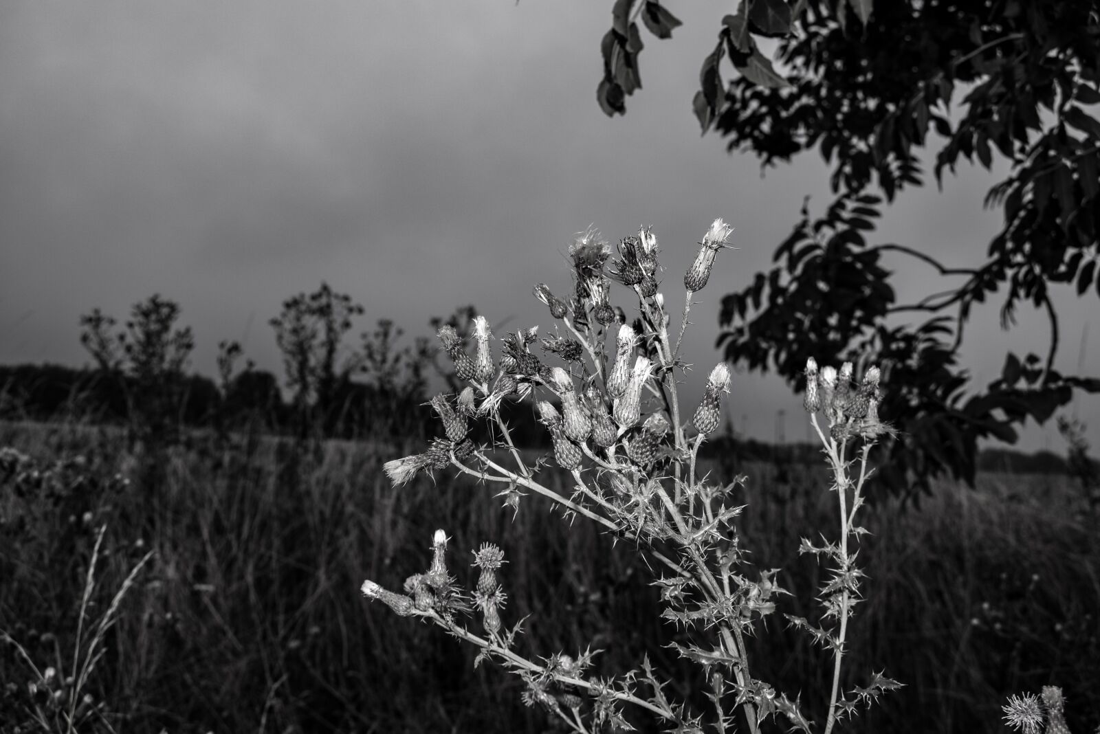 Nikon D3300 sample photo. Flowers, nature, spring photography