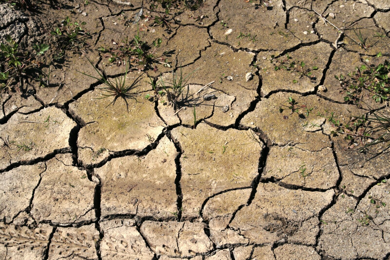 Canon EOS 400D (EOS Digital Rebel XTi / EOS Kiss Digital X) sample photo. Drought, field, thirst photography