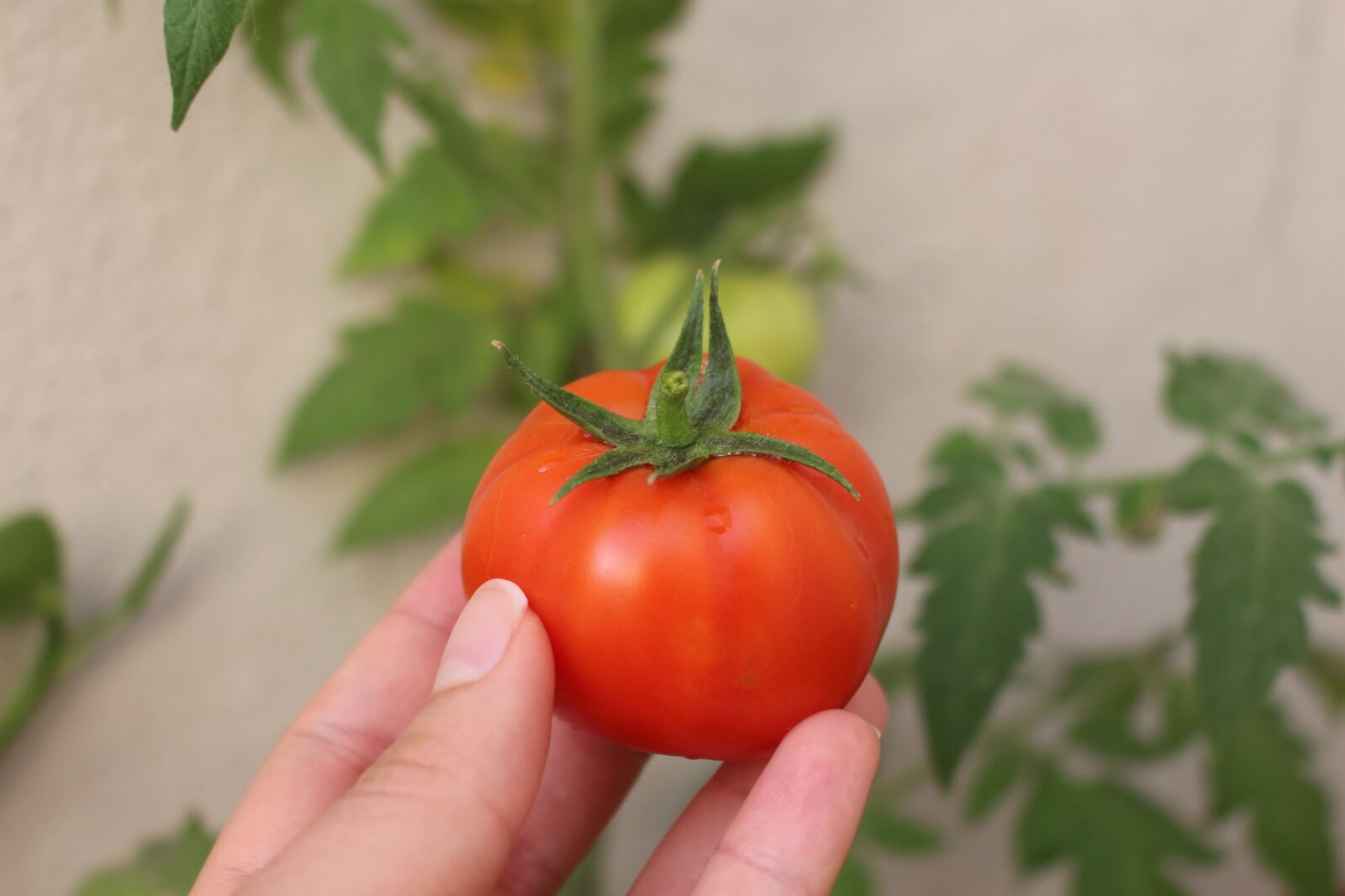 Canon EOS 700D (EOS Rebel T5i / EOS Kiss X7i) sample photo. Tomato, vegetables, food photography