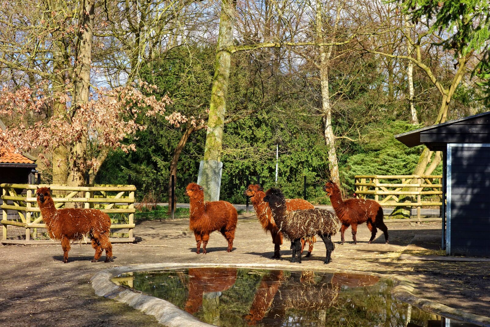 Sony Cyber-shot DSC-RX100 sample photo. Alpaca, animal, mammal photography