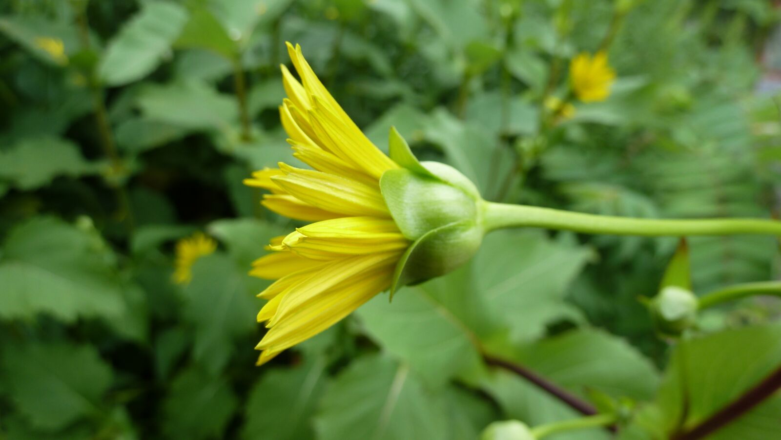 Leica V-Lux 20 sample photo. Flower, yellow, nature photography