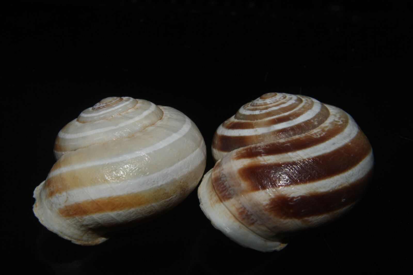 Canon EOS 1000D (EOS Digital Rebel XS / EOS Kiss F) sample photo. Snail, tape worm, copse photography