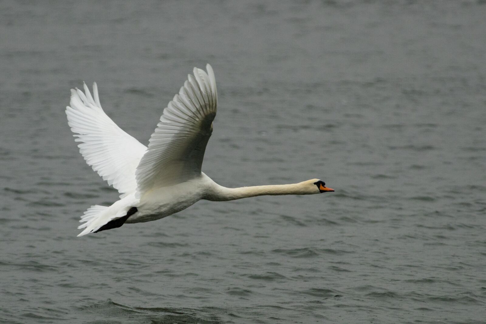 Canon EOS 80D sample photo. Swan, bird, animal photography