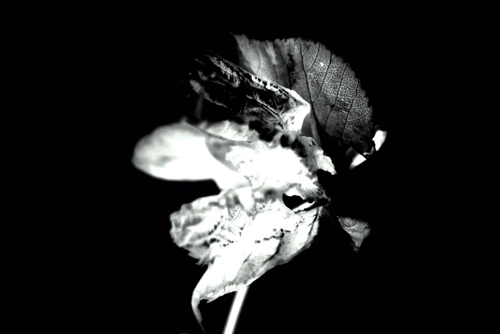 Nikon D3300 sample photo. Flower, black, white photography