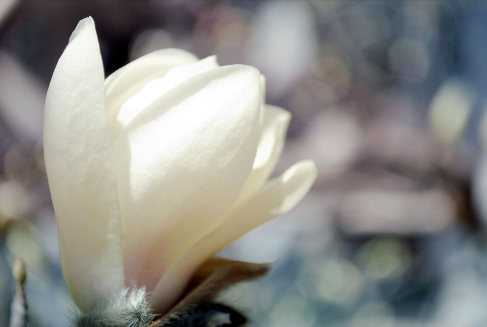 Nikon D3000 sample photo. Magnolia, flower, spring photography