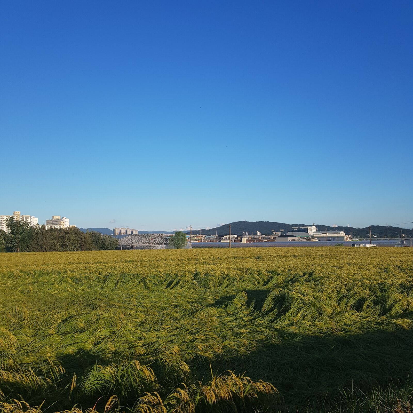 Samsung SM-N950N sample photo. Korea, rice field, fall photography