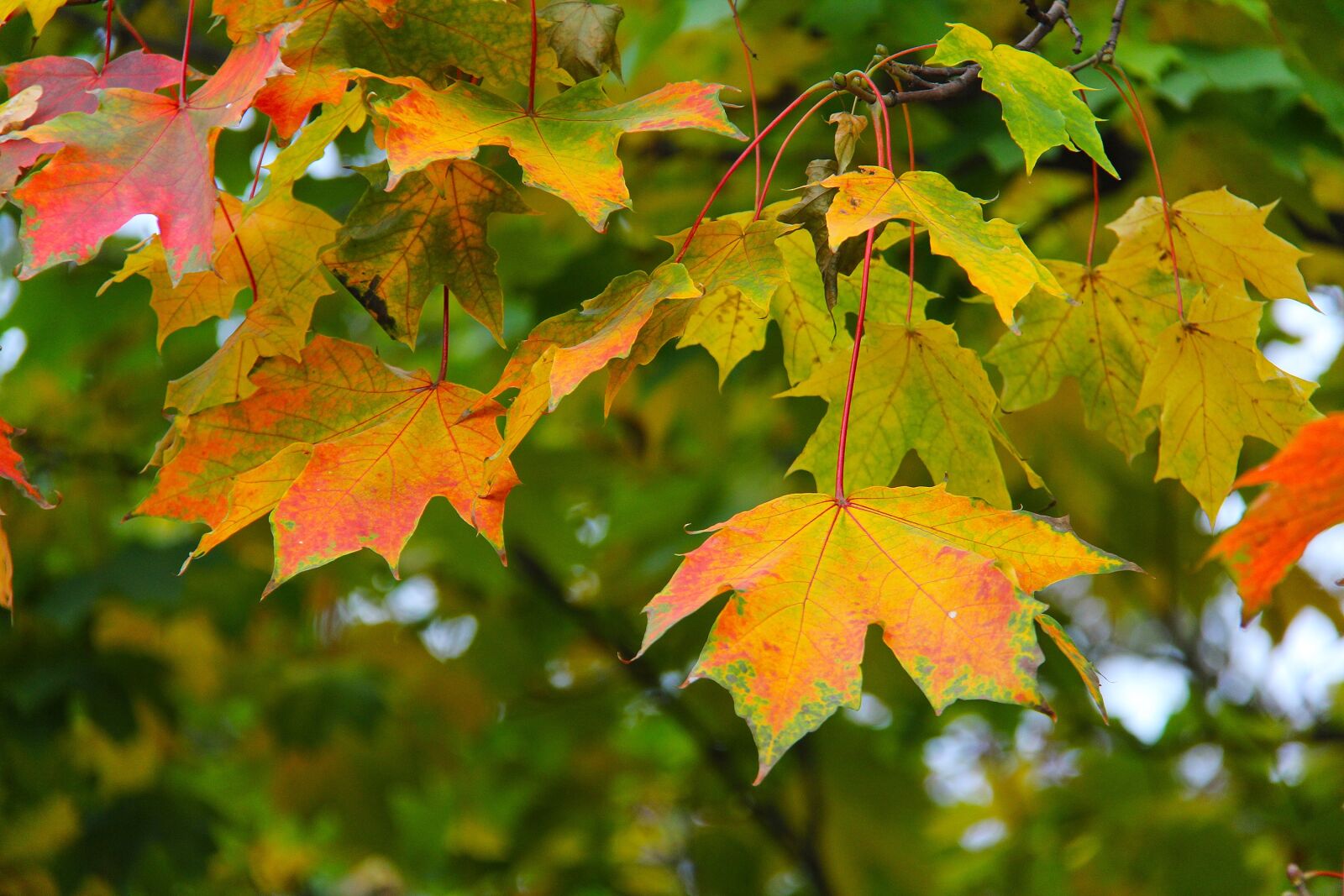 Canon EF-S 18-200mm F3.5-5.6 IS sample photo. Maple, leaves, autumn photography