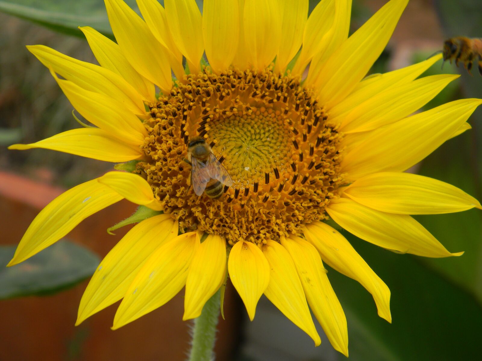 Nikon Coolpix L110 sample photo. Sunflower, flower, bee photography