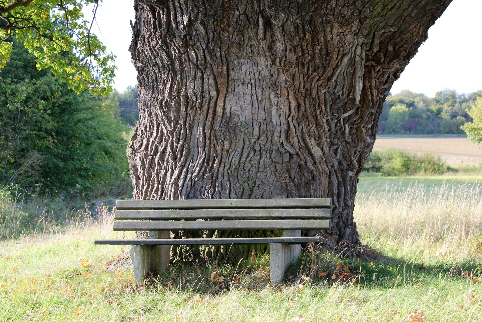 Canon EOS 550D (EOS Rebel T2i / EOS Kiss X4) sample photo. Oak, bank, nature photography