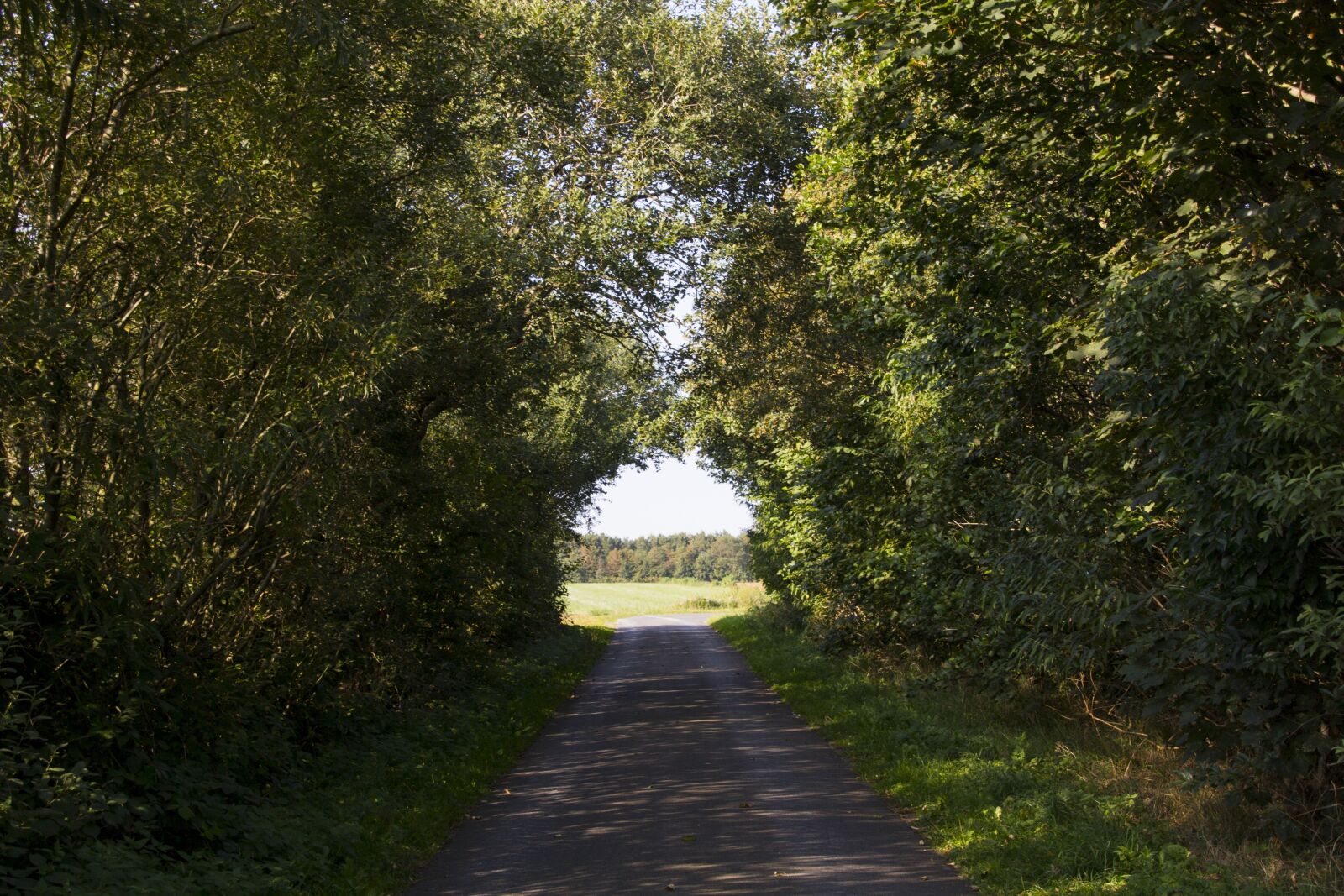 Canon EOS 60D sample photo. Nature, round arch, trees photography