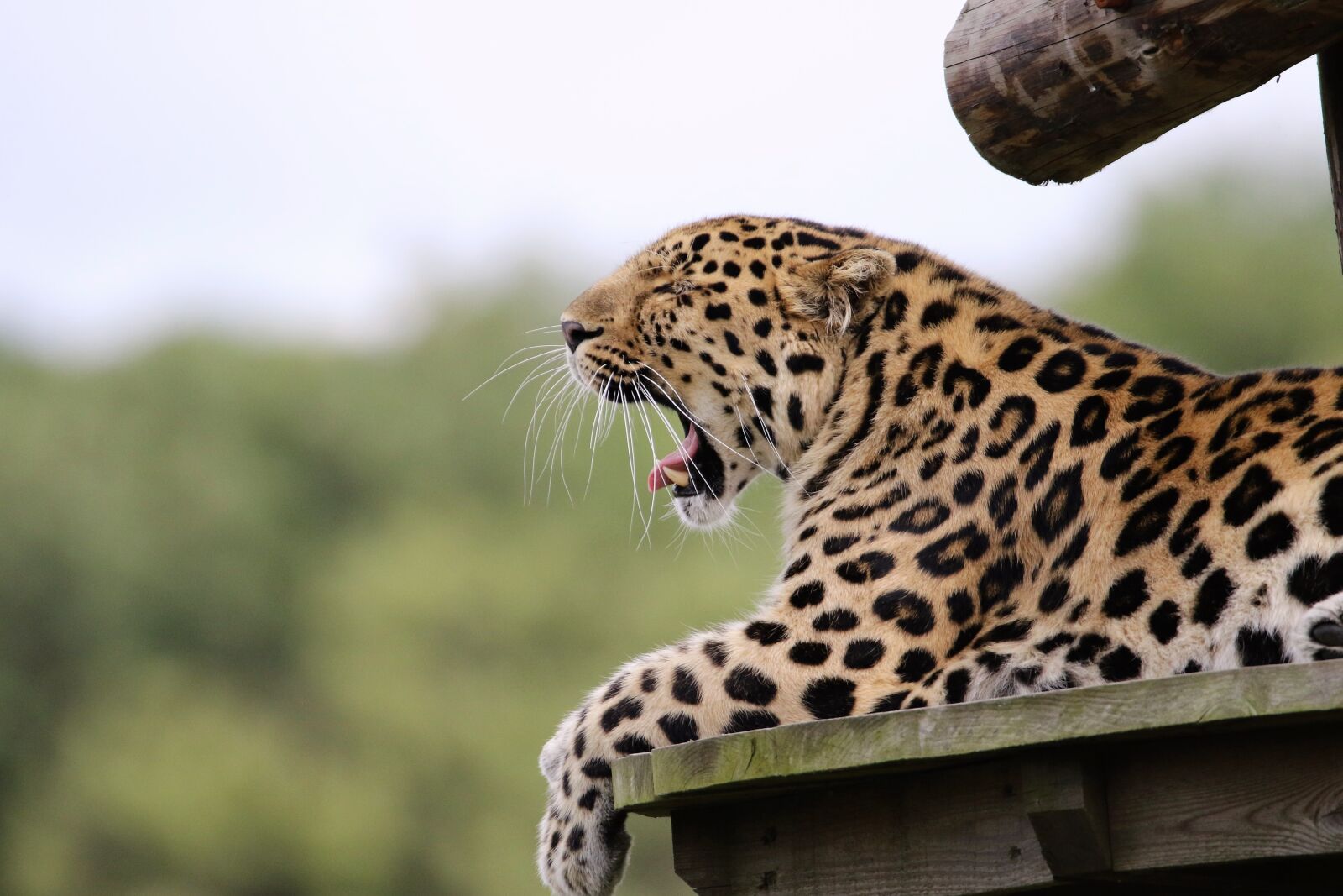 Canon EOS 7D Mark II sample photo. Leopard, big cat, animal photography