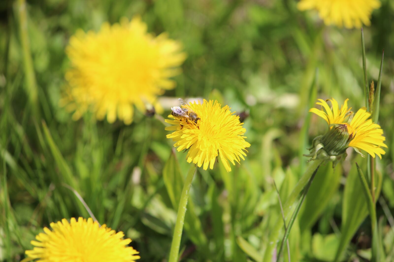 Canon EOS 600D (Rebel EOS T3i / EOS Kiss X5) sample photo. Nature, plant, flower photography