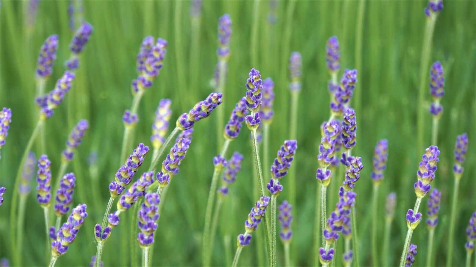 Sony E 18-200mm F3.5-6.3 OSS LE sample photo. Lavender, flowers, purple photography