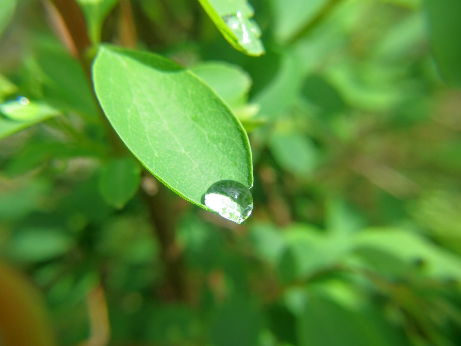 Canon PowerShot SX260 HS sample photo. Dew, drops, green, leaf photography