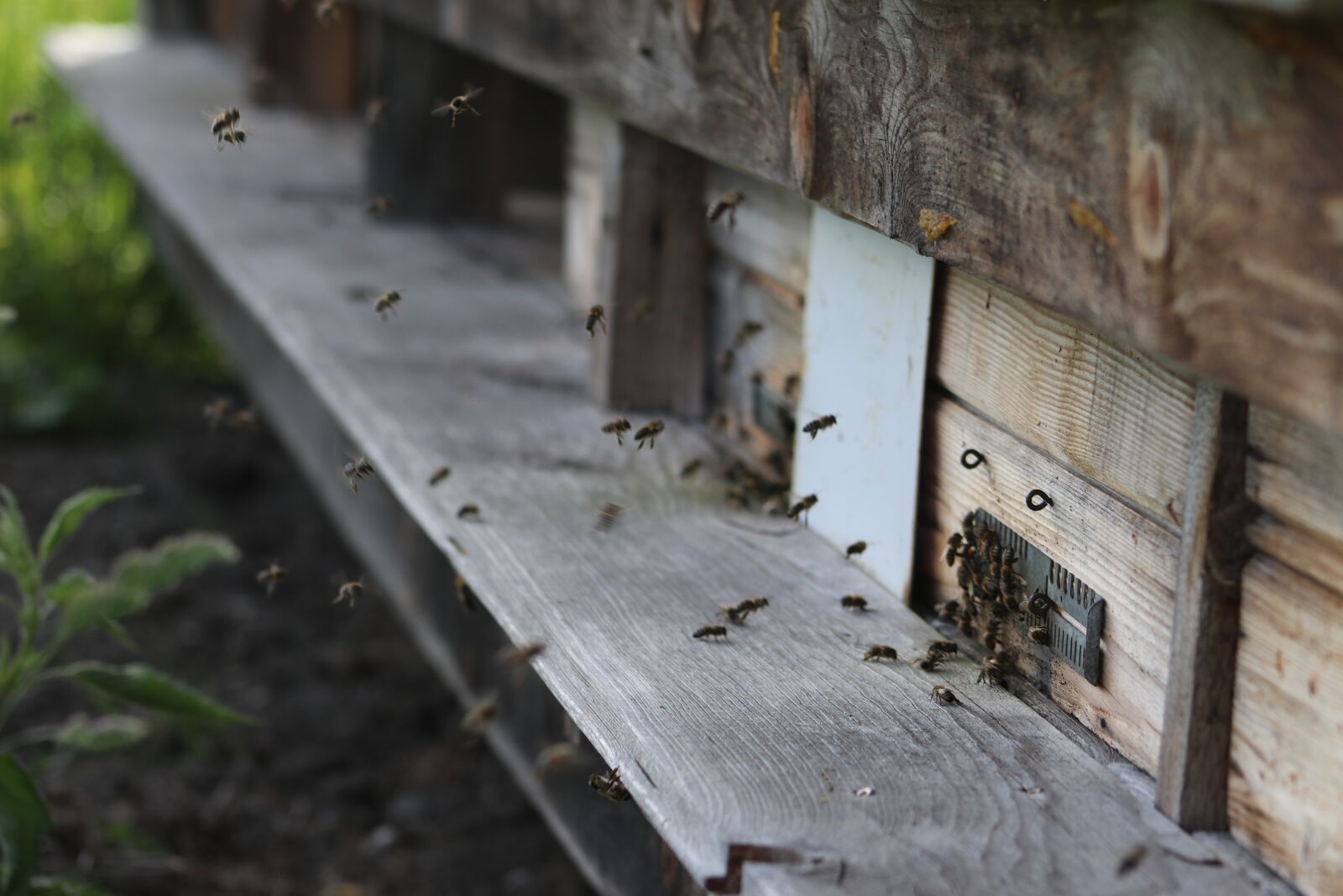 Canon EF75-300mm f/4-5.6 sample photo. Bee honey, insect, beehive photography