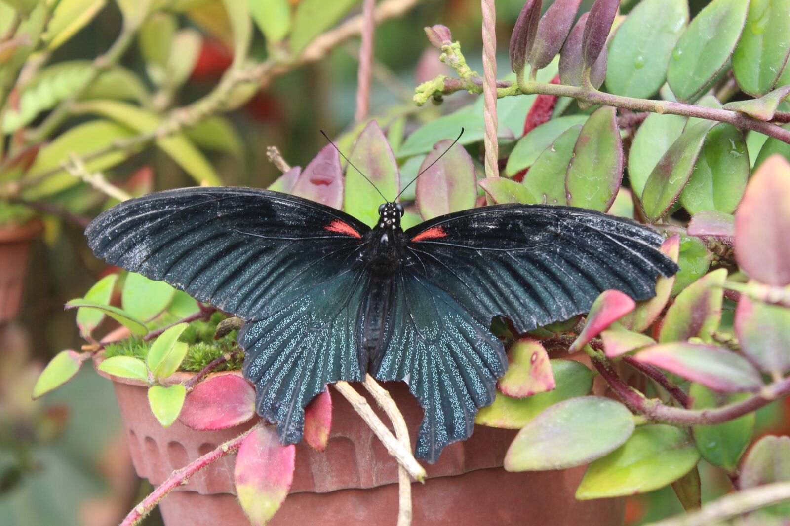 Canon EOS 650D (EOS Rebel T4i / EOS Kiss X6i) sample photo. Butterfly, nature, insect photography
