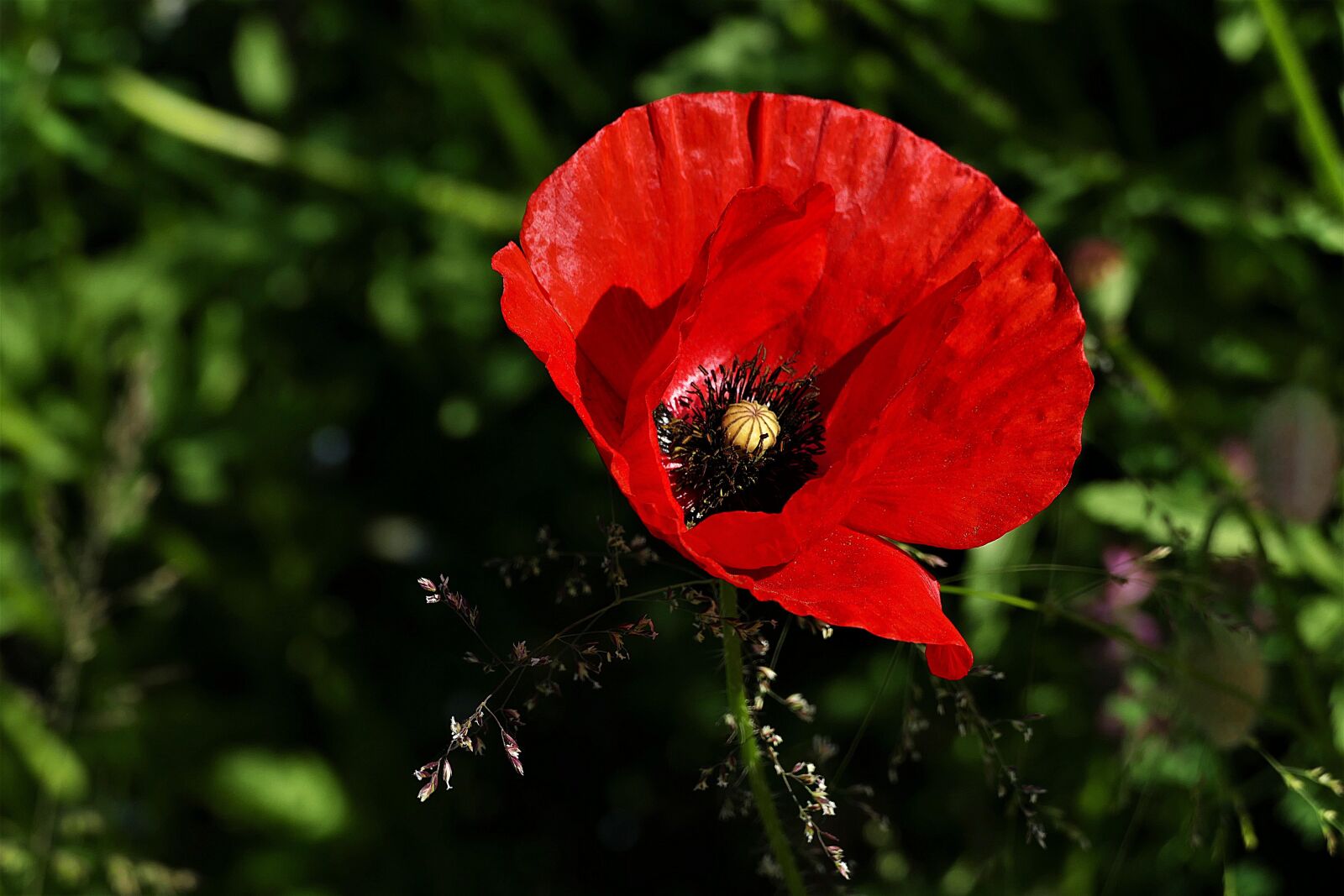 Panasonic Lumix DMC-FZ1000 sample photo. Klatschmohn, red, blossom photography