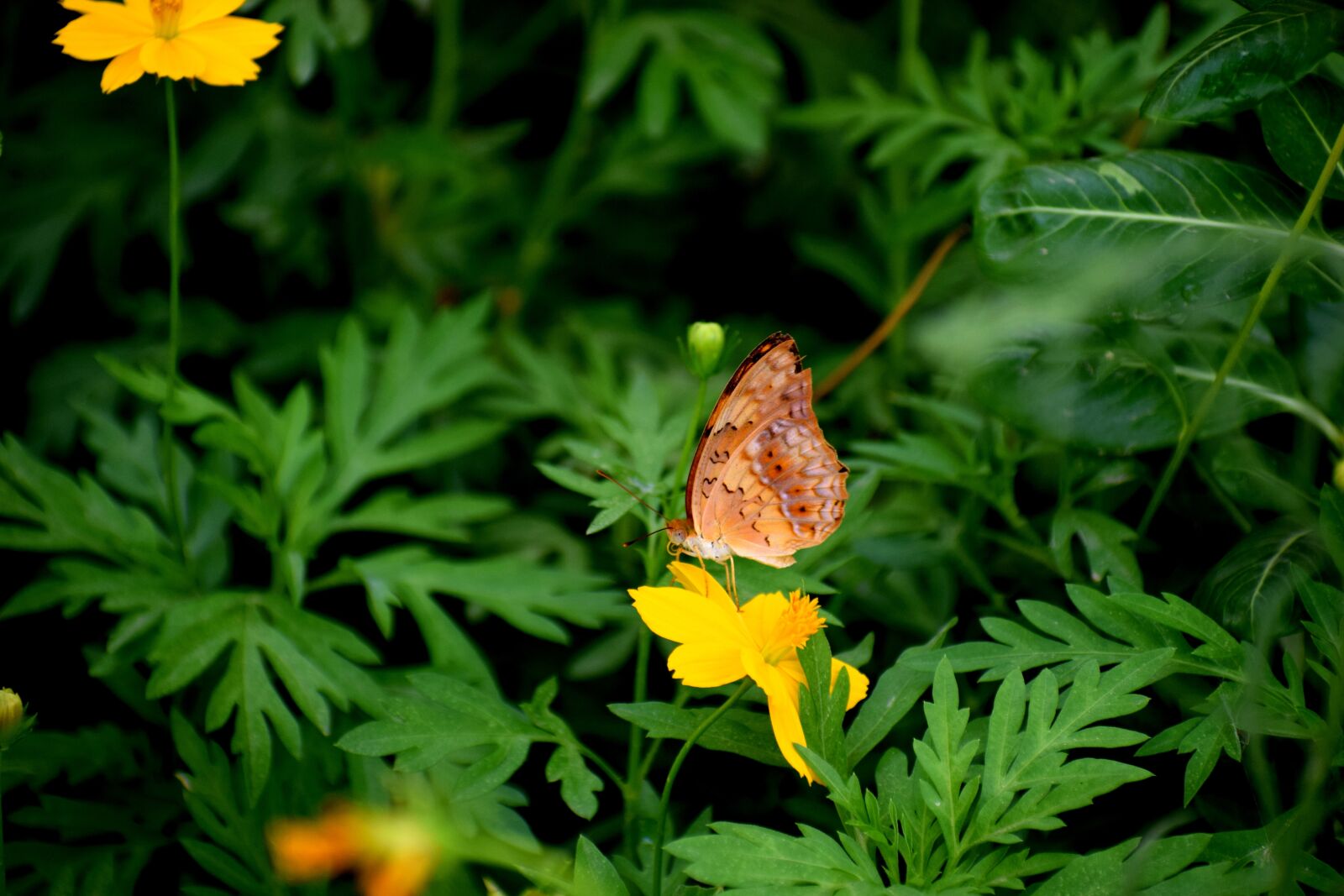 Nikon D3300 sample photo. Butterfly, flower, insect photography