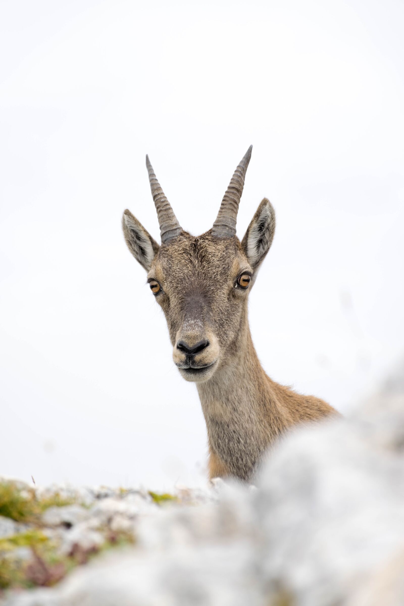 Nikon D5300 sample photo. Ibex, friend, alpine photography