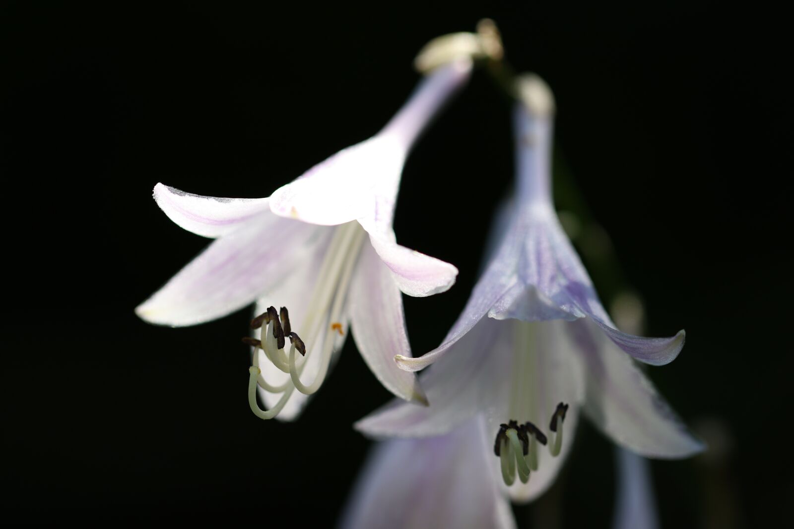 Canon EOS 7D Mark II sample photo. Vivian chu, plants, nature photography