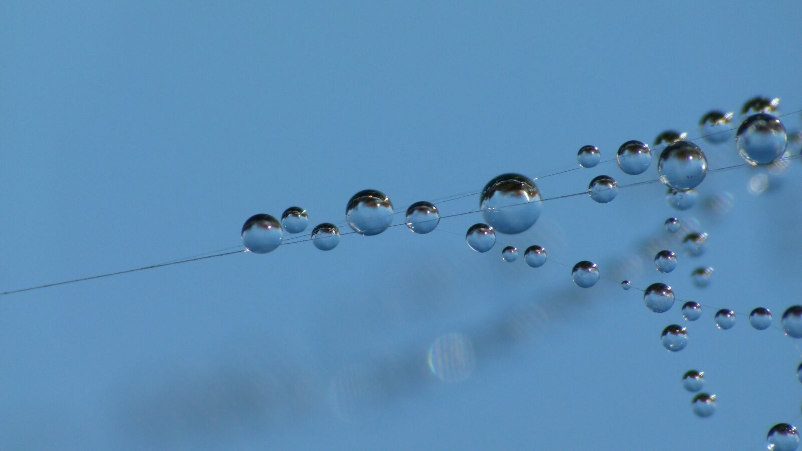 Panasonic Lumix DMC-FZ100 sample photo. Web, dew-drop, macro photography