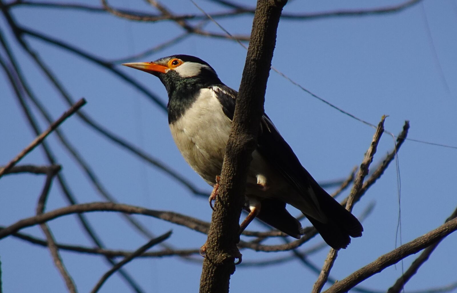 Sony DSC-WX800 sample photo. Bird, pied myna, starling photography