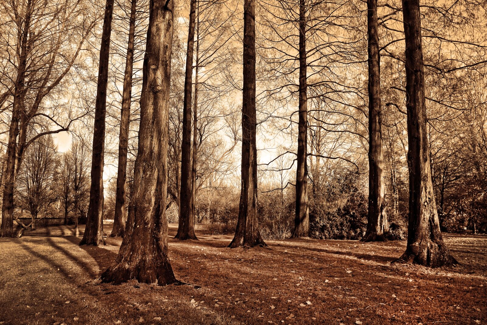 Sony Cyber-shot DSC-RX100 sample photo. Trees, tall trees, trunks photography