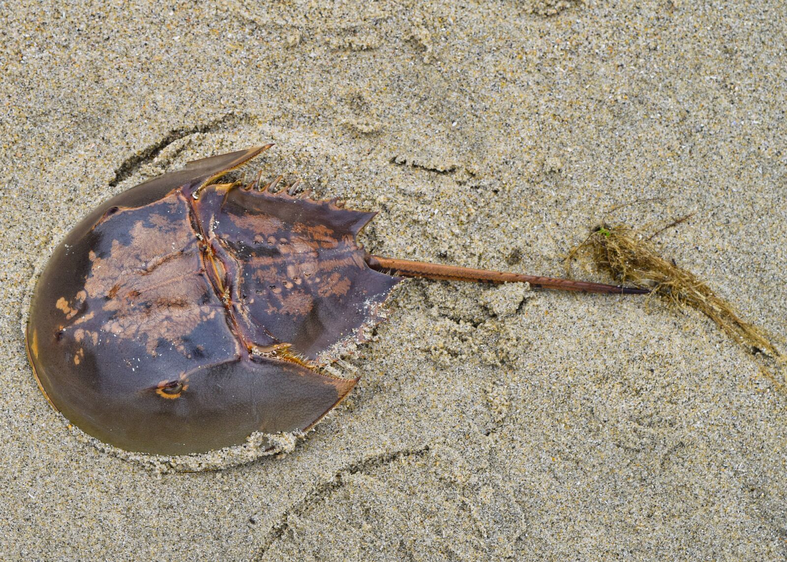 Nikon D3300 sample photo. Horseshoe, crab, sand photography