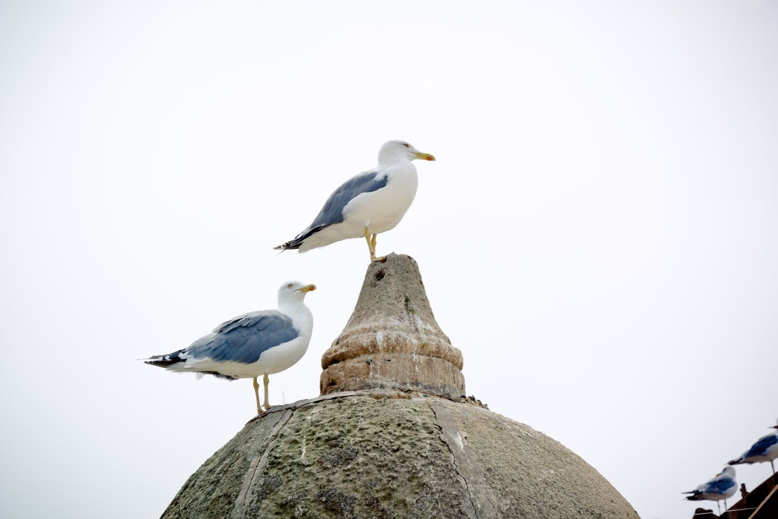 Nikon D7100 sample photo. Seagull, yellow-legged gull, bird photography