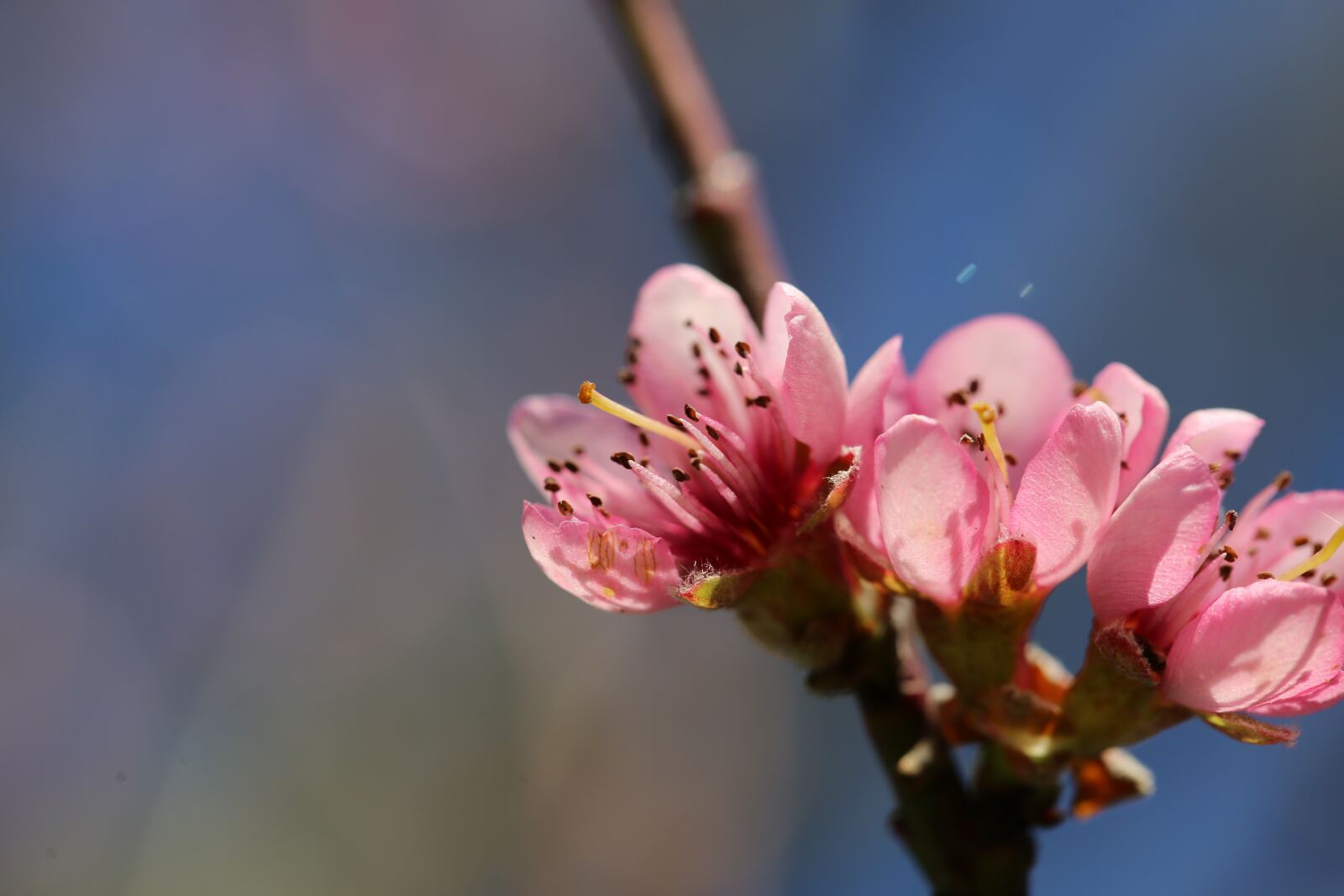 Canon EF 100mm F2.8L Macro IS USM sample photo. Flower, blossom, bloom photography