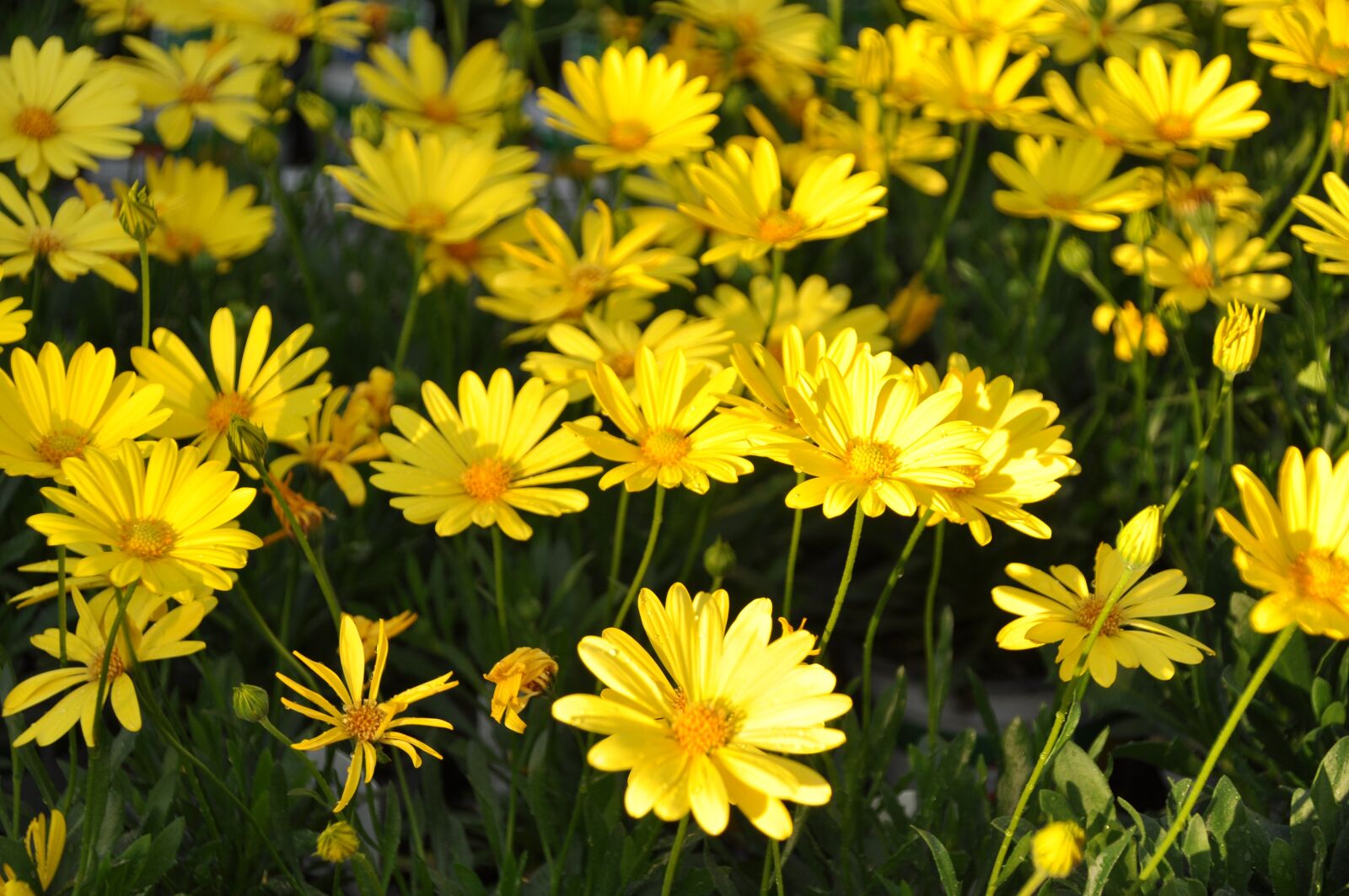 Nikon D90 sample photo. Flowers, sun, osteospermum photography