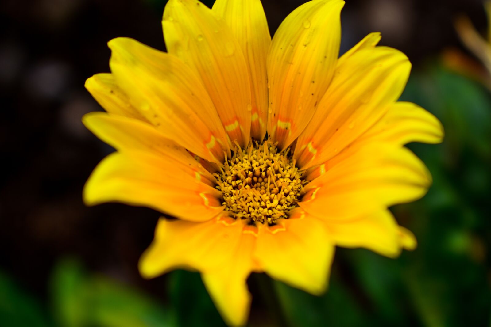 Nikon D3400 sample photo. Flower, nature, plant photography
