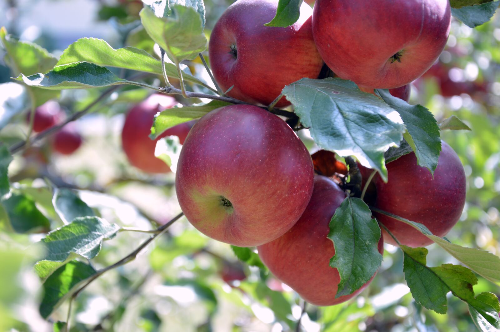 Nikon D3200 sample photo. Apple, fruits, fruit photography