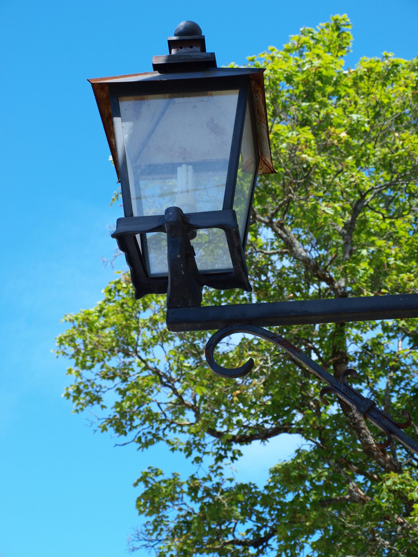 Olympus E-420 (EVOLT E-420) sample photo. Sky blue, lamp, tree photography