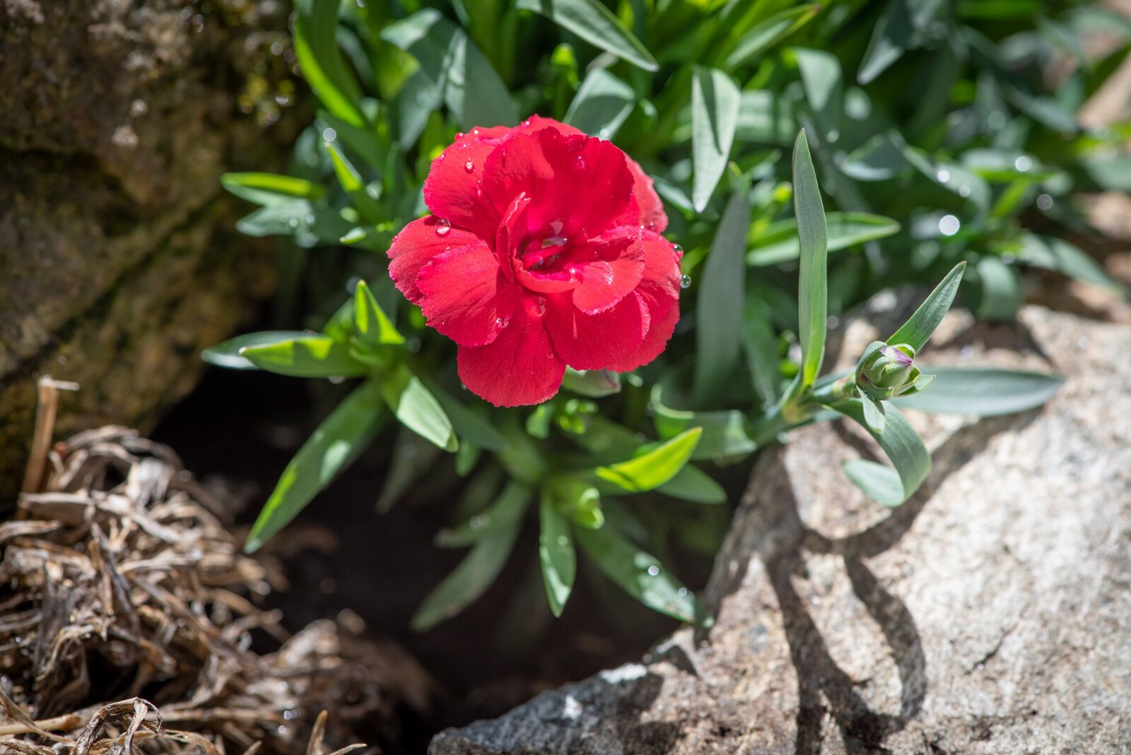 Nikon D750 sample photo. Carnation, pink, red photography