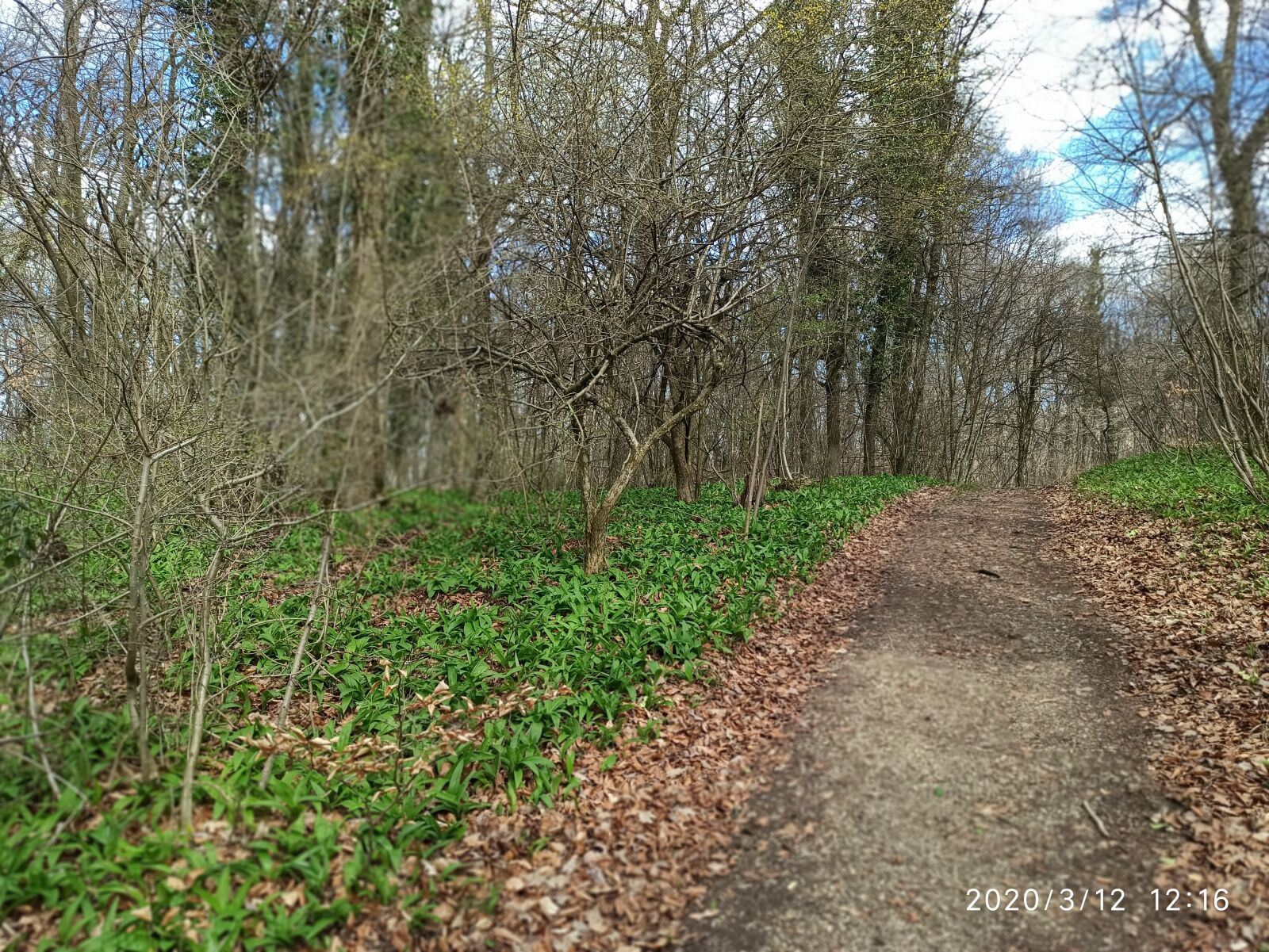 Xiaomi Redmi Note 8 Pro sample photo. Wild garlic forest, wienerwald photography