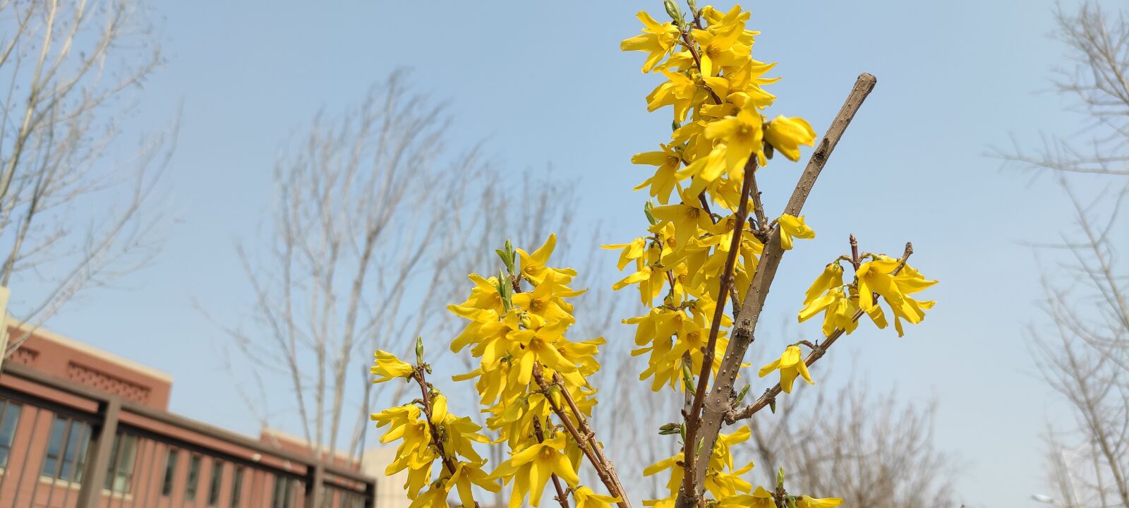 Xiaomi Redmi K30 5G sample photo. Winter jasmine, jasmine, beijing photography