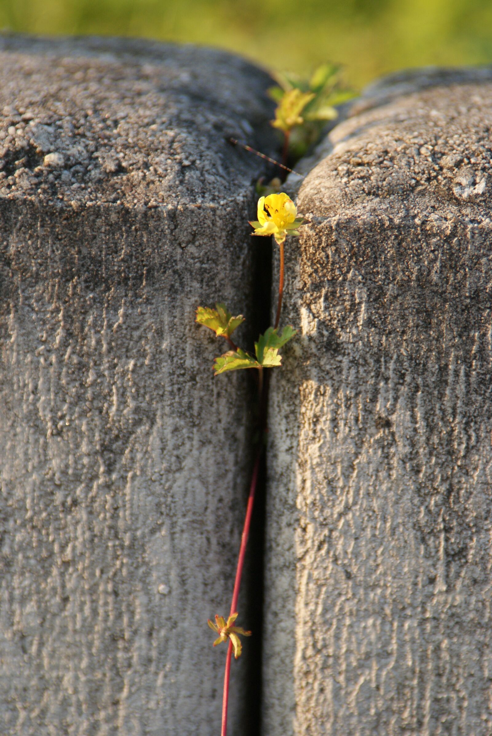 Sony Alpha DSLR-A200 sample photo. Wall, gap, nature photography