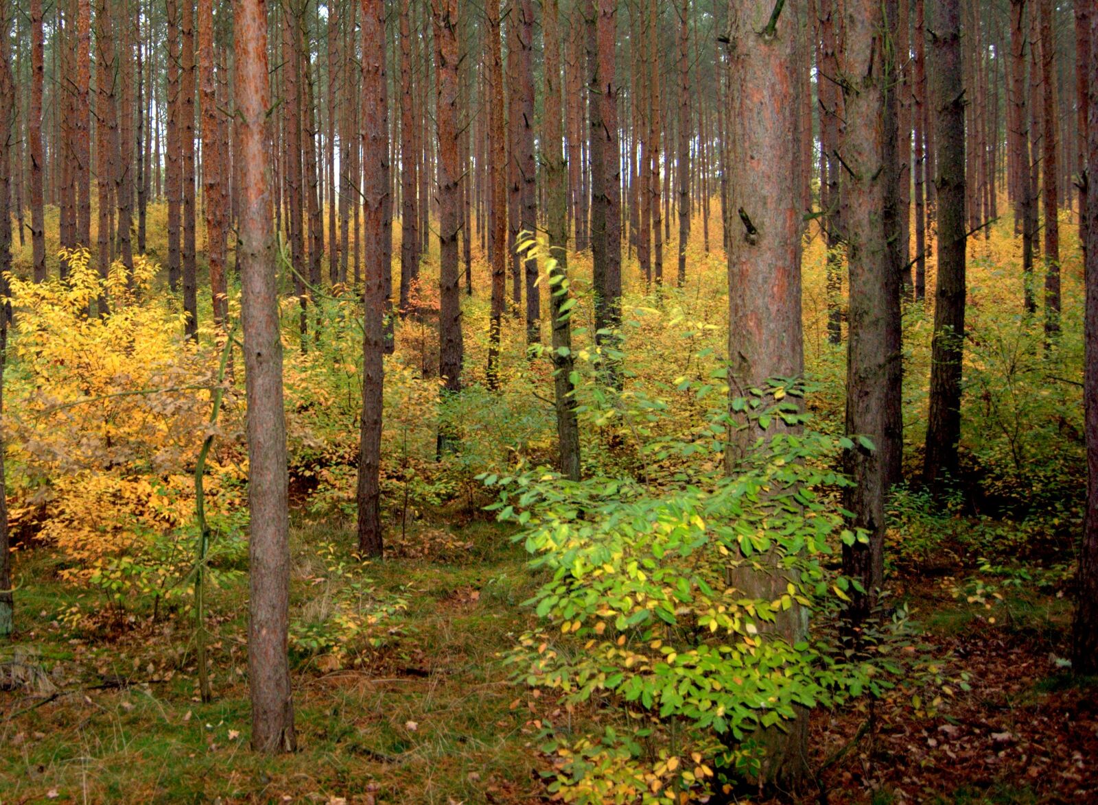 Nikon D3000 sample photo. Forest, autumn, colorful photography
