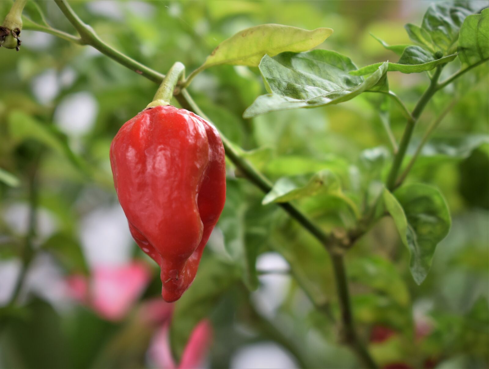 Nikon D5300 sample photo. Chili, food, spicy photography